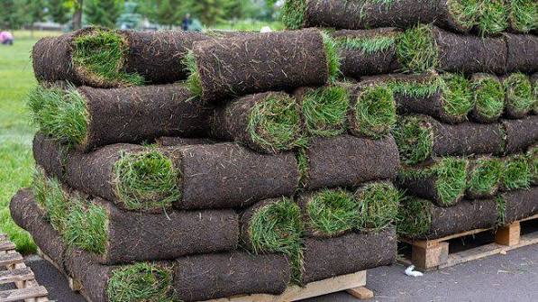 Best sod grass types for sun, shade, drought, and traffic