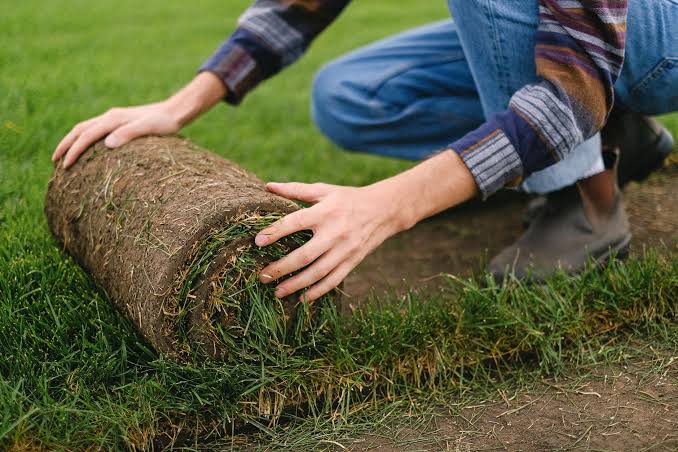 How to choose the right sod for your yard conditions