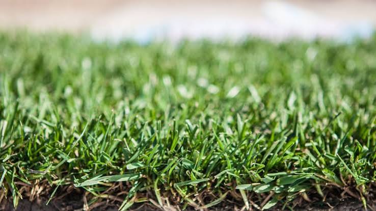 Sod Types, Selection, and Lawn Matching: The Complete Guide