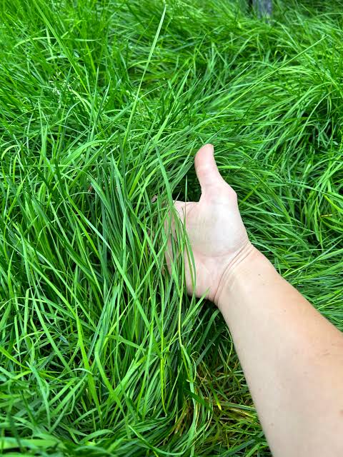 When Can You Mow New Sod After Installation?