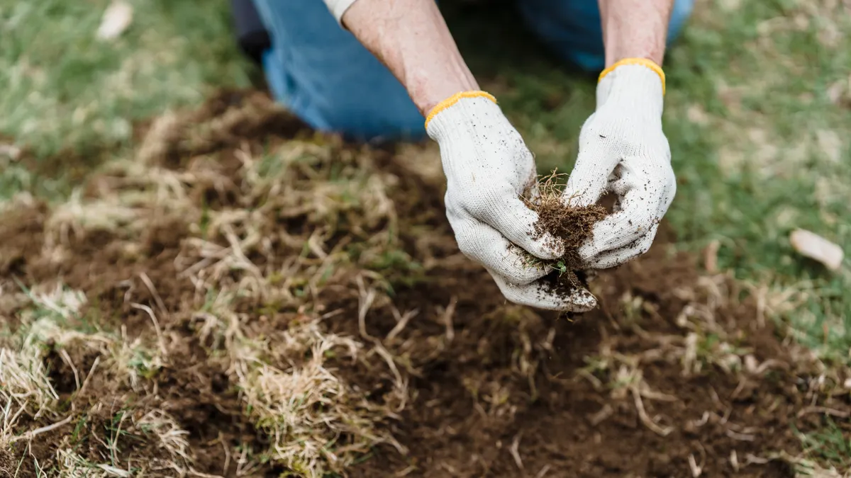 Gloved hands holding a clump of sod over bare soil