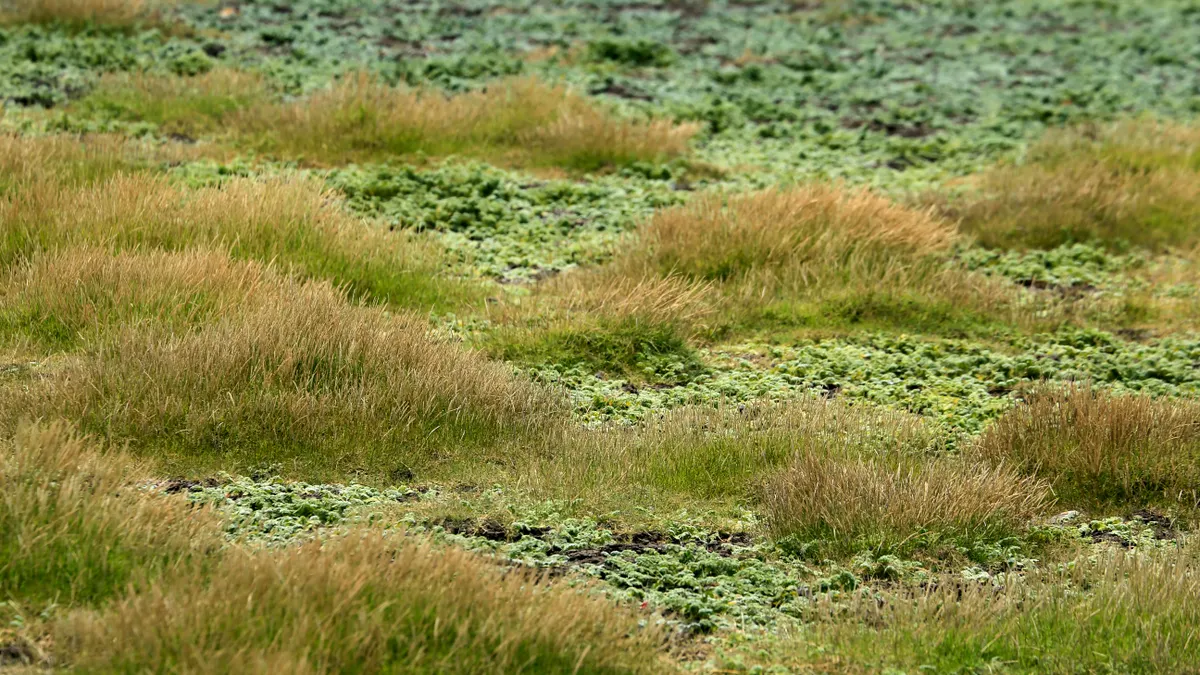 Patchy lawn with repaired-looking green sections