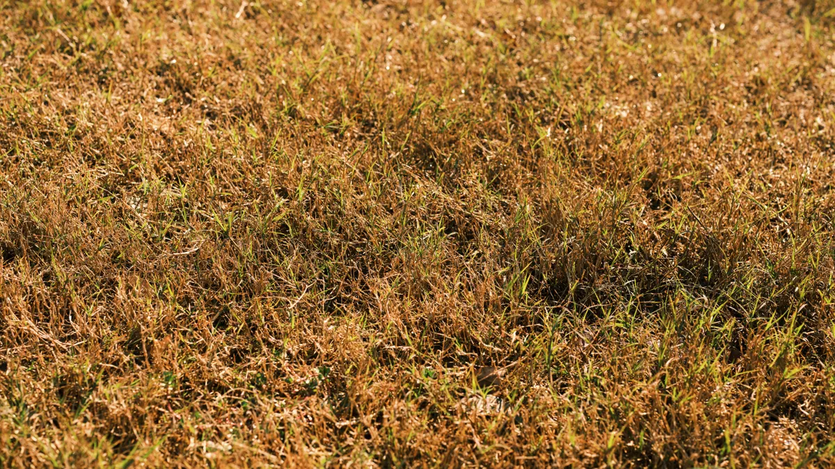 Close-up of dry, browned damaged turf