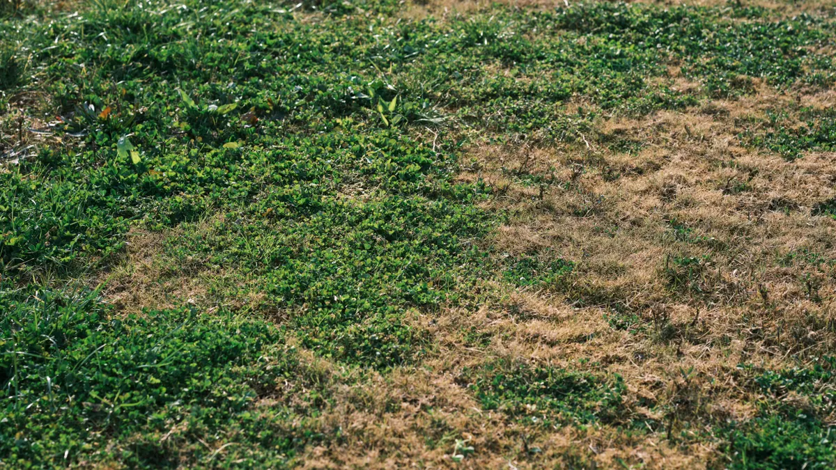 Patchy lawn with brown damaged grass