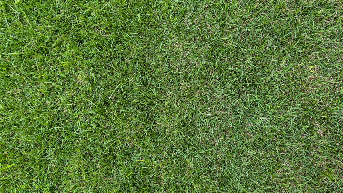 Sod Repair and Replacement Problems — The Complete Guide Close-up of healthy green turf