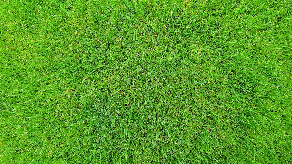 Sod Repair and Replacement Problems — The Complete Guide Top view of dense green grass