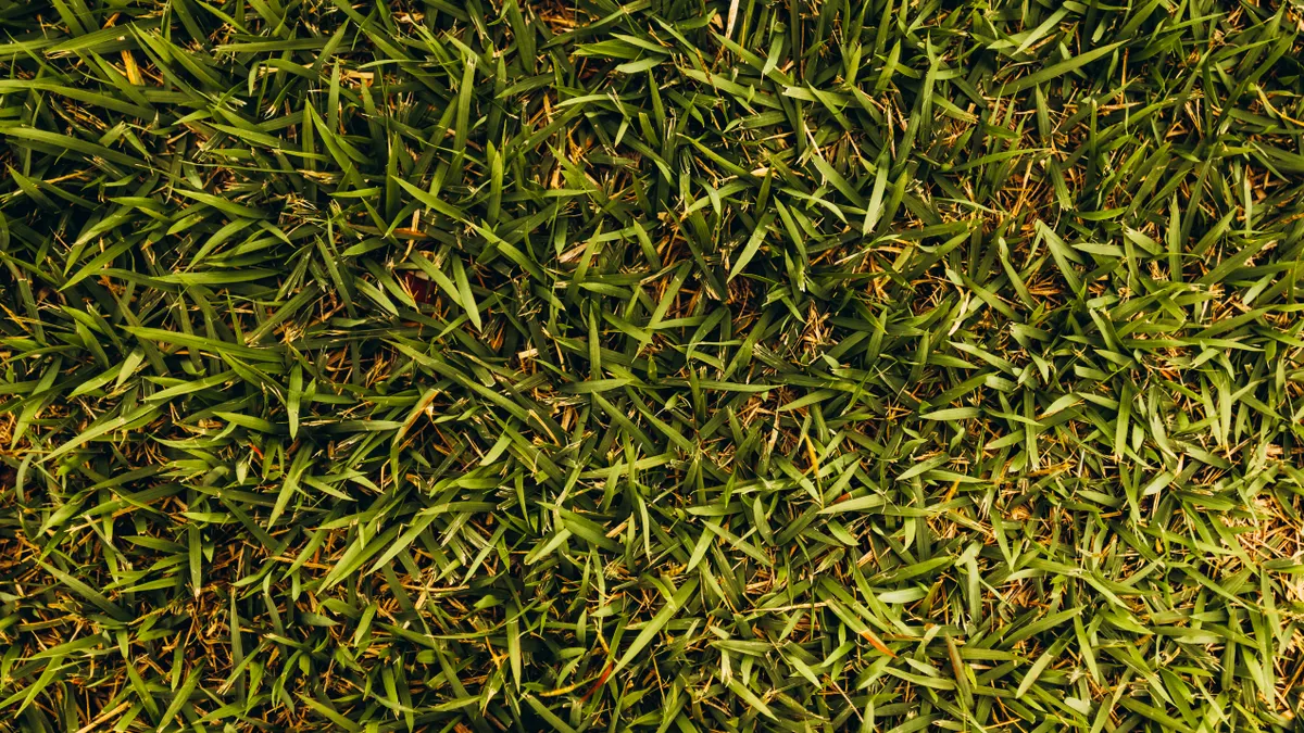 Close-up of patchy lawn grass